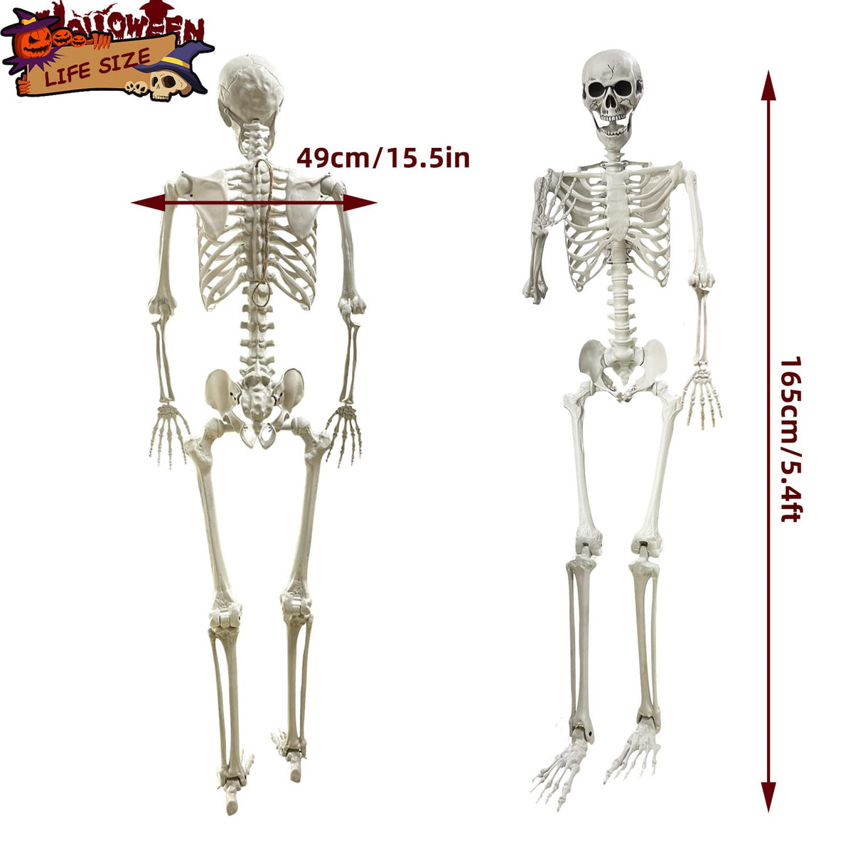 5.4Ft Life Size Human Skeleton with Movable Joints J738