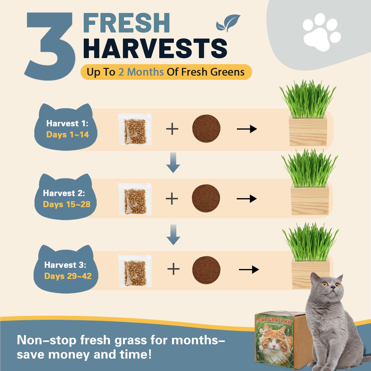 Cat Grass Growing Kit with Wooden Planter U958051