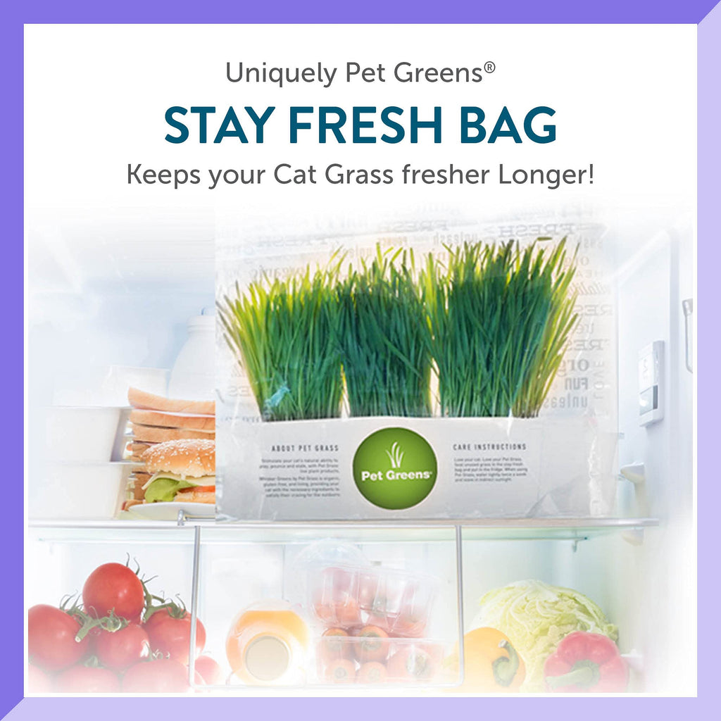 Organic Cat Grass 3-Pack U73333