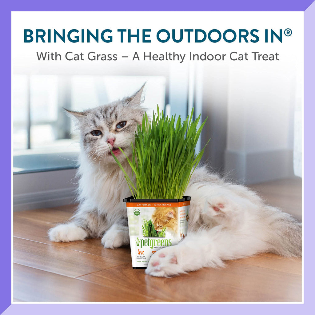 Organic Cat Grass 3-Pack U73333