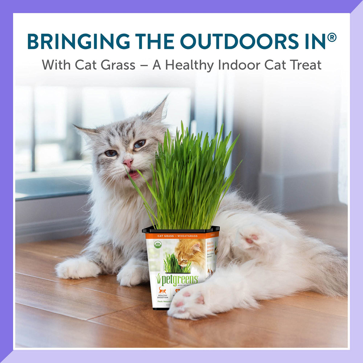 Organic Cat Grass 3-Pack U73333