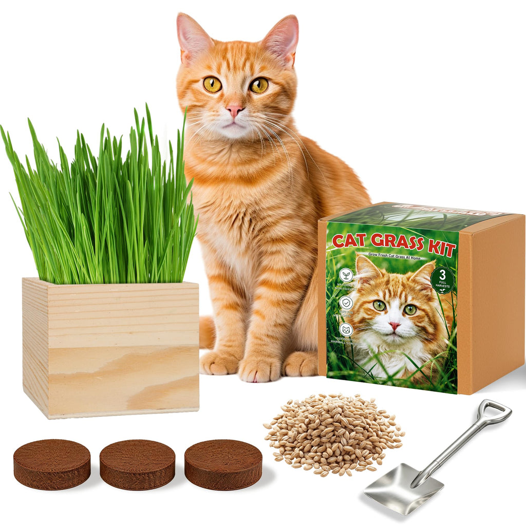 Cat Grass Growing Kit with Wooden Planter U958051