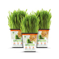 Organic Cat Grass 3-Pack U73333