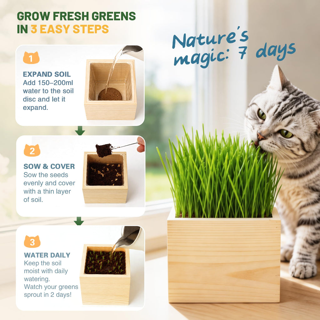 Cat Grass Growing Kit with Wooden Planter U958051