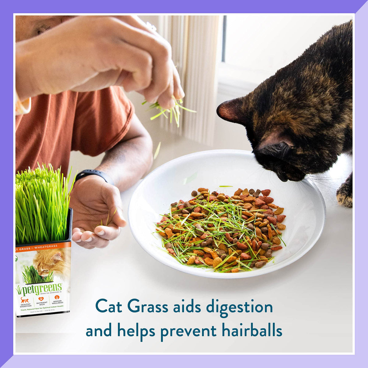 Organic Cat Grass 3-Pack U73333